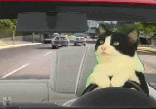Safe zone cat driving