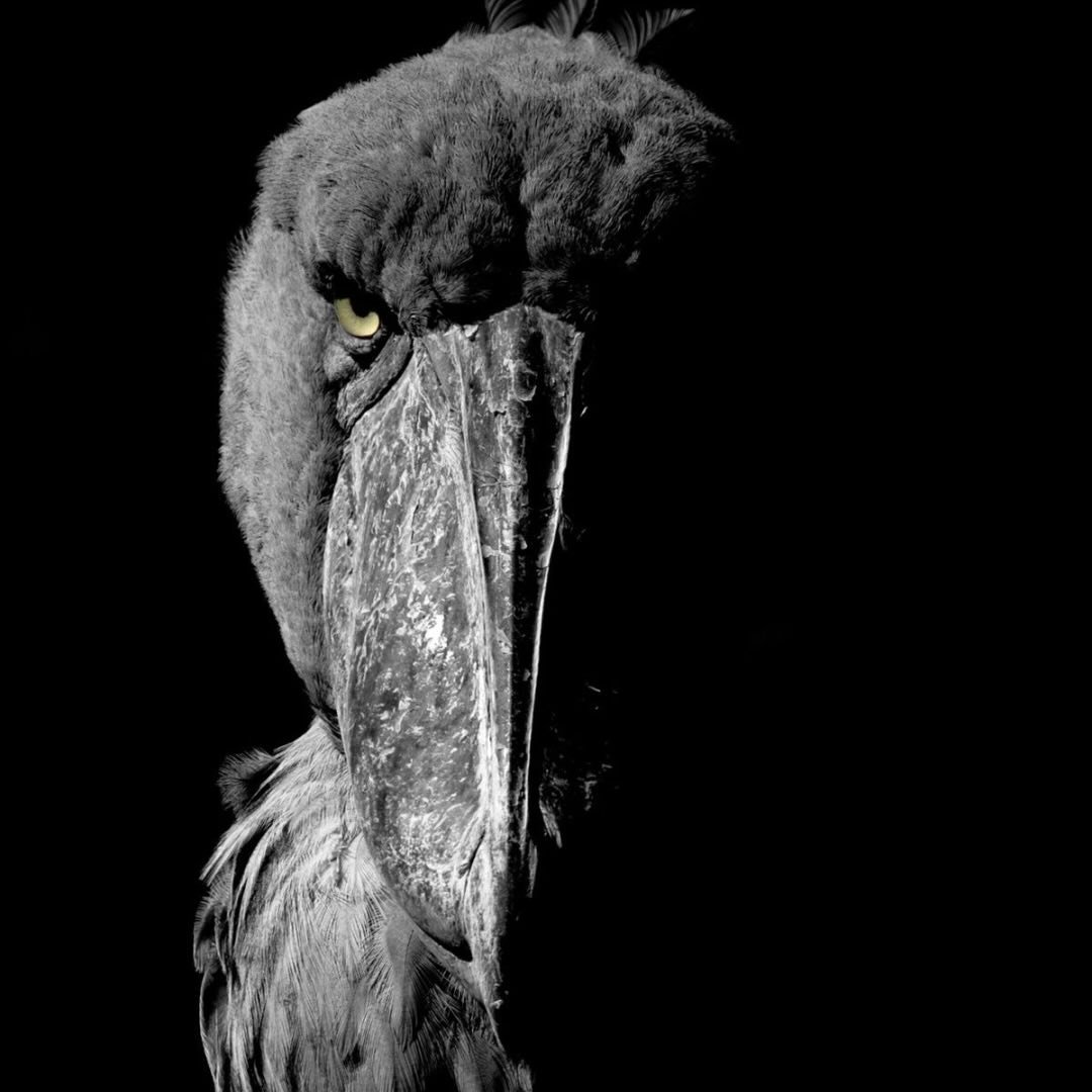 Photo de profil de @tgpu